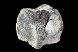 Bargain, Hadrosaur Vertebra - Alberta (Disposition #-) #93226-1
